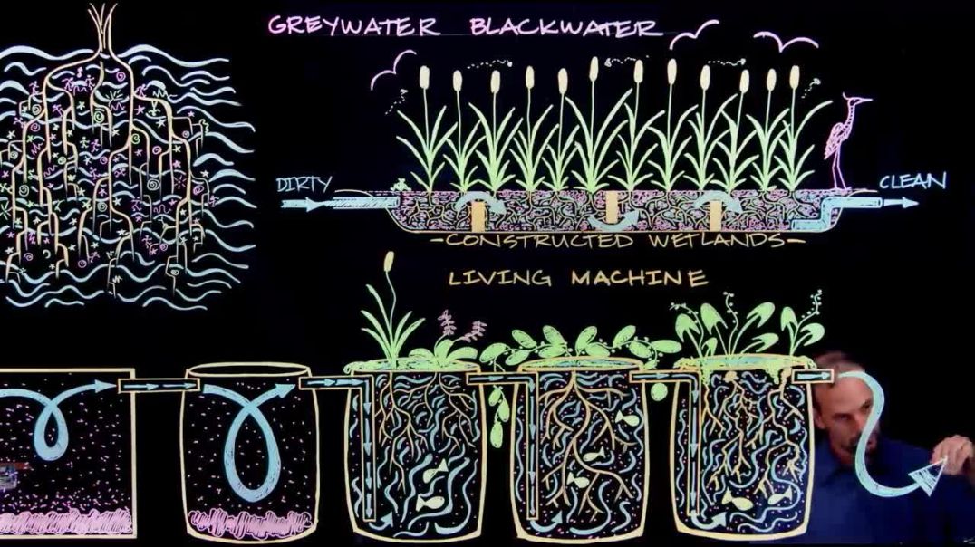 ⁣How to Recycle Waste Water Using Plants